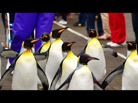 日本北海道ㄧ登別尼克斯海洋公園~企鵝遊行/北海道ペンギンパレード【 iTravel 】