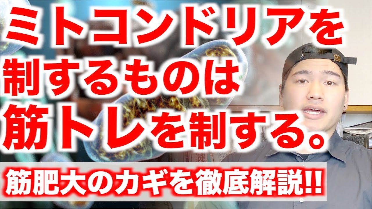 「筋肉を増やしたいならミトコンドリアを増やせ!?」徹底解説。