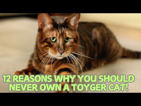 12 Reasons Why You Should Never Own A Toyger Cat 