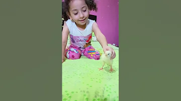 بودي قلبي يا قلبي 
