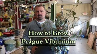 Video thumbnail of "How to grow Prague Viburnum (Fragrant Evergreen Viburnum)"