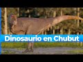 Hallan en Chubut una nueva especie de dinosaurio carnívoro que vivió hace 69 millones de años