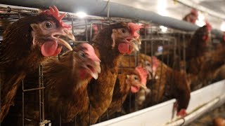 Podcast: Is bird flu the new Covid?