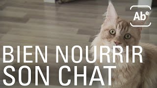 Comment bien nourrir son chat ? ABERTS