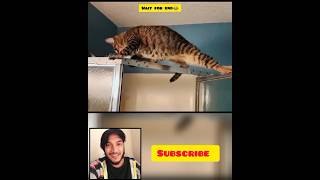 funniest animals moments part 2 funnyanimlas cats dog shorts