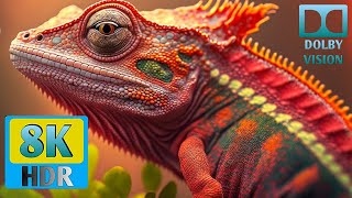 Best Dolby Vision 8K at 240fps | 8K HDR, 8K ULTRA HD, 4K, 2K | Dolby Vision