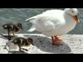 I love birds :)  these are duck pictures