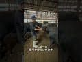 【牛の鞘抜け】痛そうですが消毒してあげました🥹