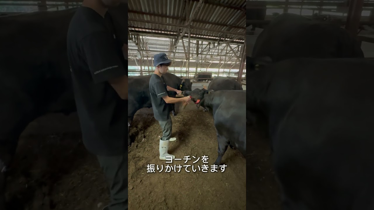 Cow Horn Sheath Loss] It looks painful, but I disinfected it for
