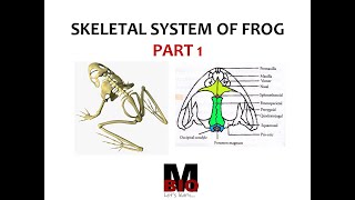 SKELETAL SYSTEM OF FROG PART 1 | SKULL