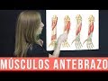 MÚSCULOS DEL ANTEBRAZO ANATOMÍA + MNEMOTECNIA  | Mentes Médicas