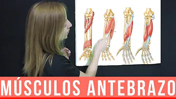 ¿Cómo se llama el músculo extensor del antebrazo?