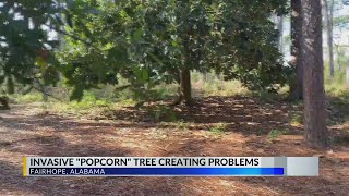 City of Fairhope looking to stop invasive plant spread