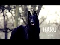 Haru ; Belgian Shepherd Groenendael ~ 1 year old