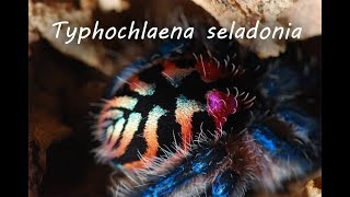 VIP ptaszniki  Spider Shop  Typhochlaena seladonia