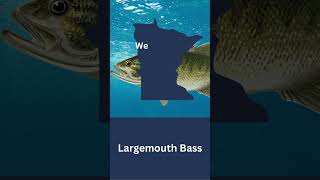 What is Minnesota's State Record Largemouth Bass