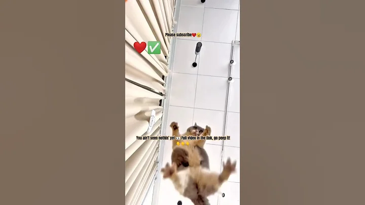 Video 9321401: funny animals compilation, hilarious cat, fails pets, cat cute dog