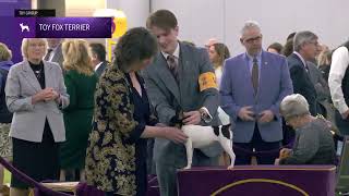 Toy Fox Terriers | Breed Judging 2025