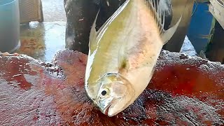 TREVALLY FISH CUTTING | FISH CUTTING SKILLS
