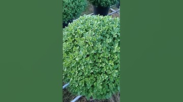 mâm xôi 5 cơi Ngày 21/9_al