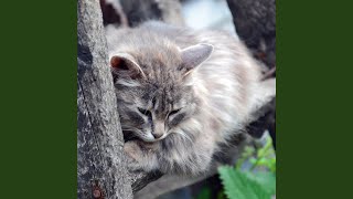Paws Cascade Rest