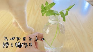 スペアミント挿し穂を作る【ミントを増やす】【ハーブを育てる】2021.8.29