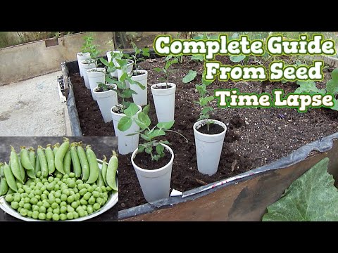 Video: Můžete pěstovat hrách doma: Jak pěstovat pokojovou rostlinu hrachu