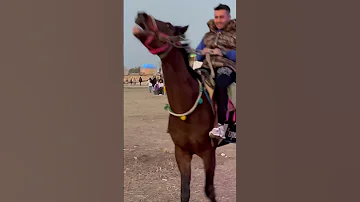 اسب ترکمن ترکمن صحرا ترکمن ترکمنستان ترکمنی ایران بندرترکمن 