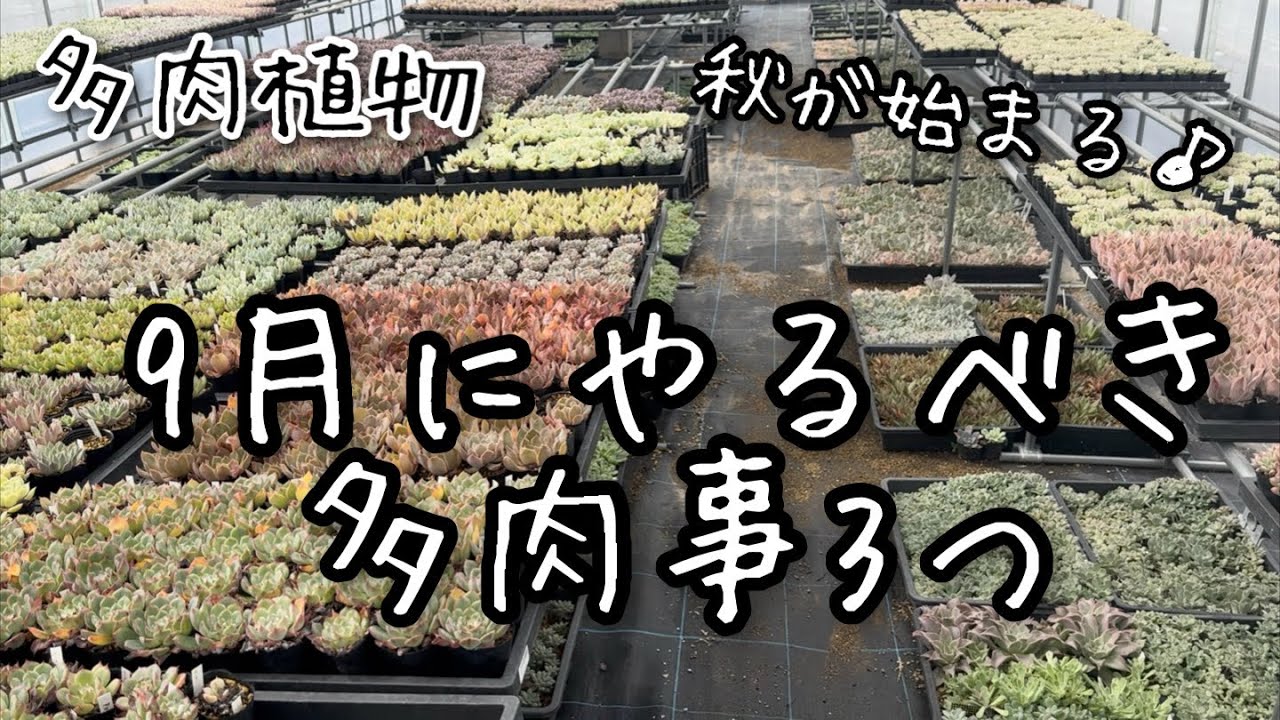 Succulents] Three things to do with succulents in September - YouTube