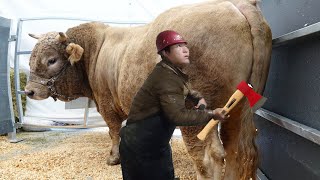 Farm #Withme Pretty Girl Tractor Driver, Cow Milking, Hoof Trimming, Harrow Cultivator #Farming