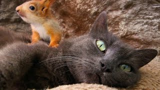 Eichhörnchen-Babys finden Zuflucht bei Katze