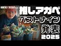 【アガベ】2025年の推しアガベ!ベスト9を紹介します!