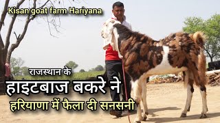हरियाणा का हाइटबाज बकरा | kisan goat farm 7988868052 hariyana | goat farm ka best breeder