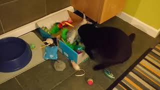 Binx In A Box, Cat Discovers Catnip, Catnip Sugar Highs