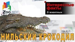 Нильский крокодил - Интересные факты о виде | Вид пресмыкающееся нильский крокодил