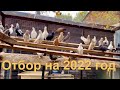 Бакинские голуби на 2022 год