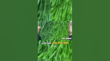 💰 7 NGUYÊN TẮC ĐẦU TƯ SÂN CỎ TIẾT KIỆM CẢ TRĂM TRIỆU! 🏟️