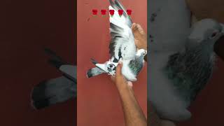 Pigeon ♥ || kabootar shortsfeed statusvideo subscribe funnyshorts pigeonstatus kabootar