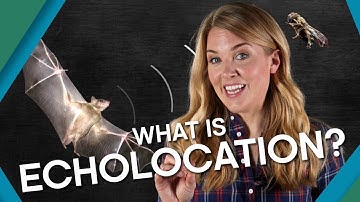 What Is Echolocation? | BBC Earth Explore