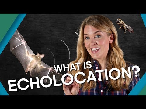 Video: Hva er ekkolokalisering barnevennlig definisjon?