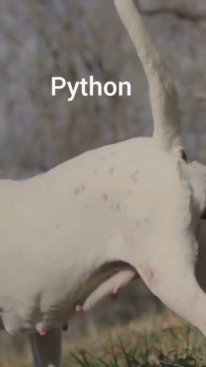 Python Vs Java | Funny 🤣 Coding Status | #shorts #viral #coding # ...