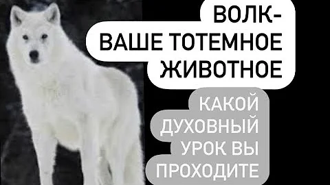 Волк- тотемное животное# какие уроки несёт в вашу жизнь#