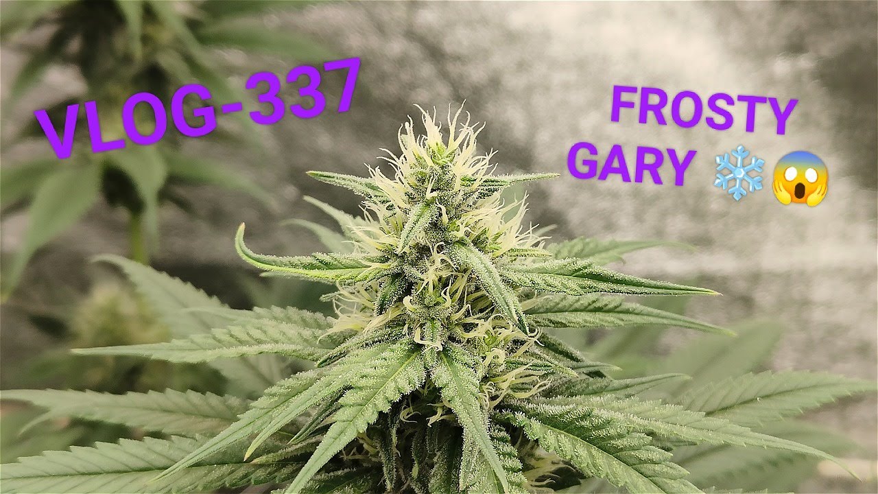 Gary Payton Getting Frosty ! , And The Clones Are On Fire, VLOG NR 337
