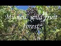 Tour my new wild fruit forest!