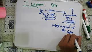 diphyllobothrium latum, 😋😋 diphyllobothrium latum life cycle.#parasitology #microbiology #2