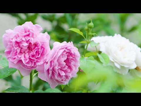 Video: Was sind alte englische Rosen