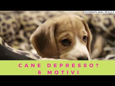 Video: Motivi Per Cui I Cani Perdono