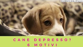 6 Reasons Why Your Dog Is Depressed