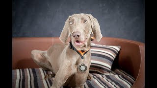 Woody - Weimaraner - 4 Weeks Residential Dog Training