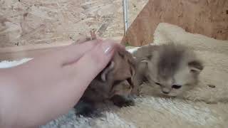 Шотландские котята.  Питомник Real cats